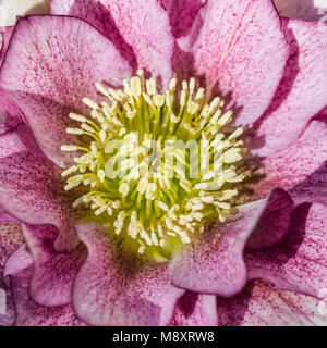 Una macro shot di una doppia veratro ellen bloom. Foto Stock