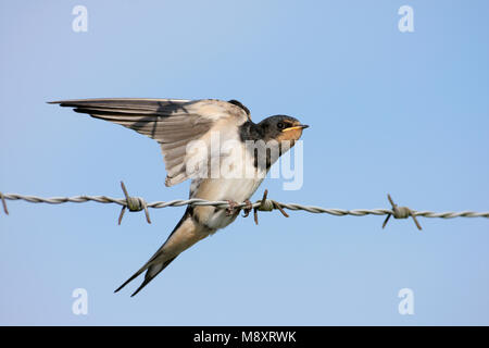 Boerenzwaluw onvolwassen vleugels strekkend op prikkeldraad; Barn Swallow immaturi ali di stiro sul filo spinato Foto Stock