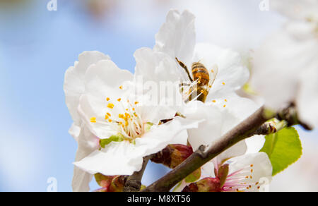 Close-up di ape su mandorli rosa-bianco fiori. Mandorli nell'isola di Cipro blossom in febbraio. Foto Stock