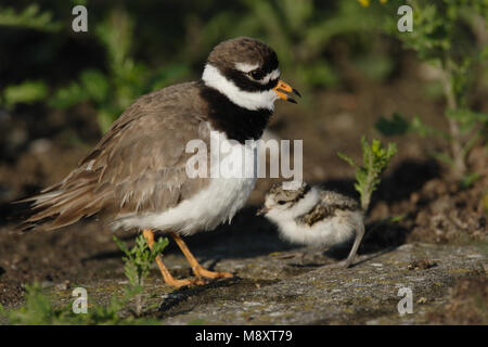 Bontbekplevier incontrato jong; Comune di inanellare Plover con pull Foto Stock