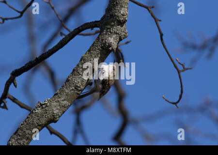 Rampichino alpestre, Certhia familiaris, su albero guardando alla ricerca di cibo al sole durante il periodo invernale in marzo, SCOZIA Foto Stock