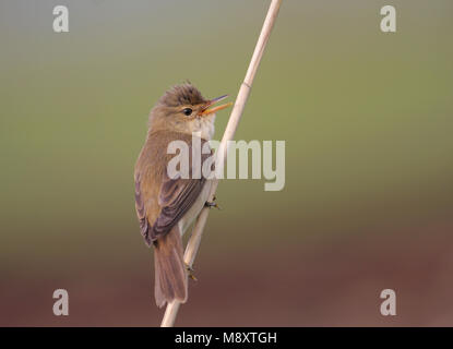 Bosrietzanger; Marsh trillo Foto Stock