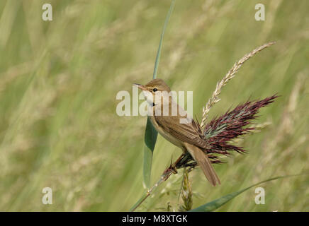 Bosrietzanger; Marsh trillo Foto Stock