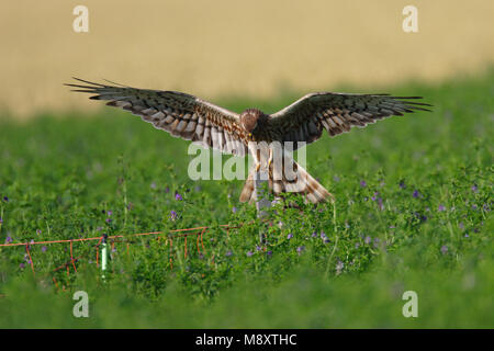 Grauwe Kiekendief, Montagus Harrier, Circus pygargus Foto Stock