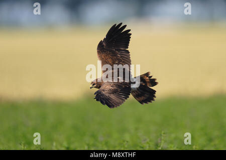 Grauwe Kiekendief, Montagus Harrier, Circus pygargus Foto Stock