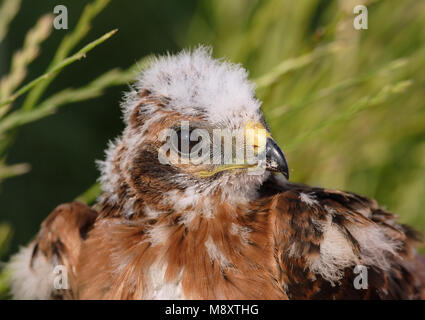 Grauwe Kiekendief, Montagus Harrier, Circus pygargus Foto Stock