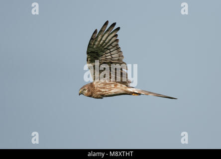 Grauwe Kiekendief, Montagus Harrier, Circus pygargus Foto Stock