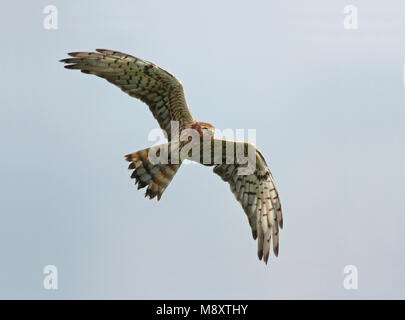 Grauwe Kiekendief, Montagus Harrier, Circus pygargus Foto Stock