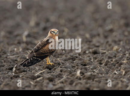 Grauwe kiekendief onvolwassen zittend; Montagu's Harrier immaturo appollaiato Foto Stock