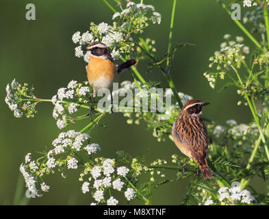 Paartje Paapje in Fluitekruid, Whinchat coppia nella mucca prezzemolo Foto Stock