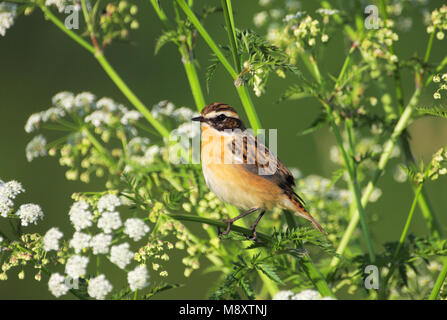 In Paapje Fluitekruid, Whinchat nella mucca prezzemolo Foto Stock