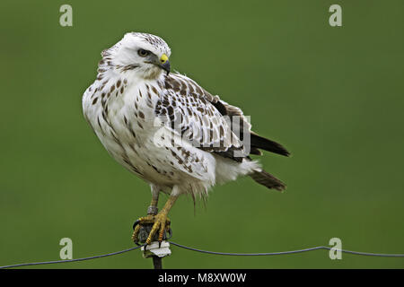 Buizerd zittend op een paaltje; comune poiana appollaiato su un palo Foto Stock