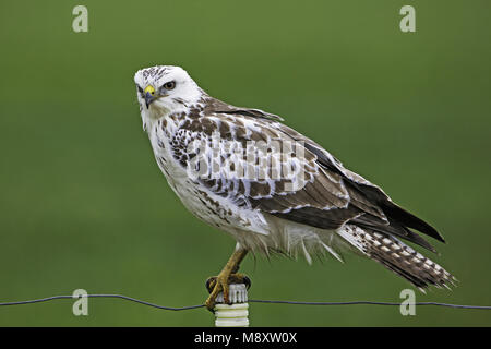 Buizerd zittend op een paaltje; comune poiana appollaiato su un palo Foto Stock