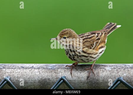 Graspieper zittend op hek; Meadow Pipit appollaiato sulla recinzione Foto Stock