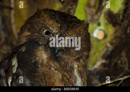 Pemba Dwergooruil zittend op tak; Scops-Owl malgascio appollaiato sul ramo Foto Stock