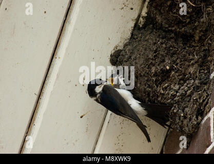 Casa comune Martin a nido; Huiszwaluw bij nest Foto Stock