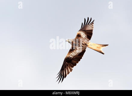 Rode Wouw in de vlucht; aquilone rosso in volo Foto Stock