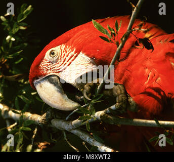 Rosso-verde Macaw clos di testa; Groenvleugelara kop beeldvullend Foto Stock