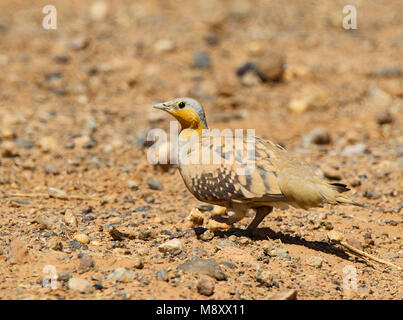 Mannetje Sahelzandhoen, Pezzata Sandgrouse maschio Foto Stock