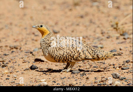 Mannetje Sahelzandhoen, Pezzata Sandgrouse maschio Foto Stock