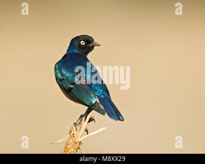 Superba Starling adulto appollaiato sul ramo; Driekleurige Glansspreeuw volwassen zittend op tak Foto Stock