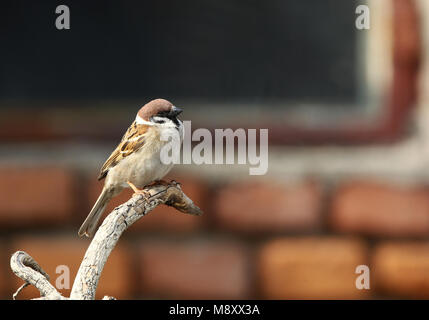 Ringmus zittend; Eurasian Tree Sparrow appollaiato Foto Stock