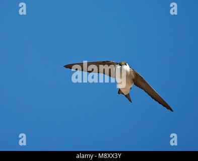 Vliegende Groene Zwaluw, viola-green Swallow in volo Foto Stock