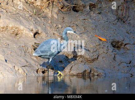 Westelijke Rifreiger, Western Reef heron Foto Stock