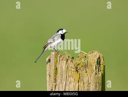 White Wagtail posatoi; Witte Kwikstaart zittend Foto Stock