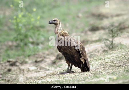 Bengaalse gier; bianco indiano-rumped Vulture Foto Stock