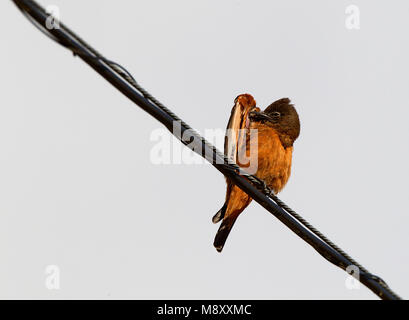 Poetsende Zwaluwtiran, Cliff Flycatcher preening Foto Stock