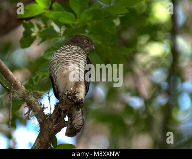 Madagascarsperwer, Madagascar sparviero Foto Stock