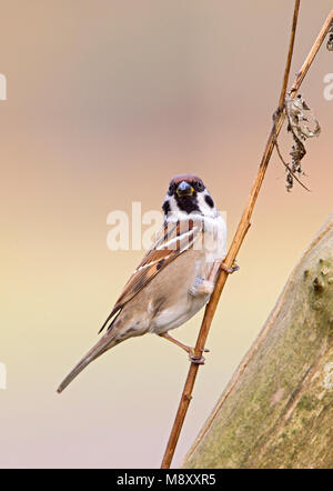 Ringmus zittend op takje, Eurasian Tree Sparrow appollaiato su un ramo di piccole dimensioni Foto Stock