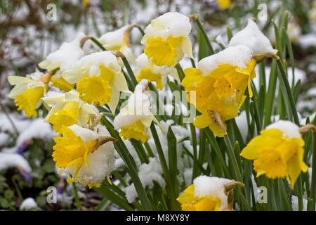 Giunchiglie ricoperta di neve Foto Stock