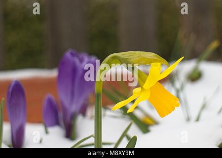 Daffodil e viola di crochi in coperta di neve impianto pot presso Tilgate Park Crawley West Sussex Regno Unito Foto Stock