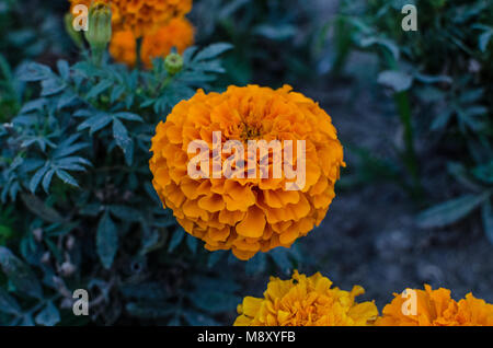 Tagetes o cempasúchil è un genere di annuali o perenni Piante erbacee in famiglia a margherita (Asteraceae). Essi sono nativi del Messico e distribuiti Foto Stock