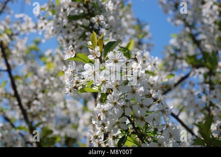 Ciliege acide fiori Foto Stock