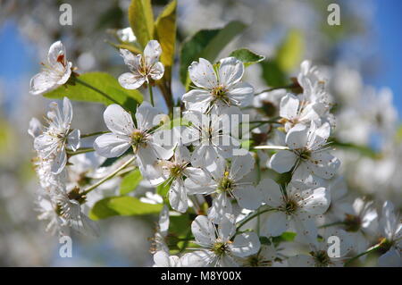 Ciliege acide fiori Foto Stock