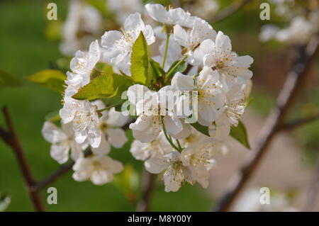 Ciliege acide fiori Foto Stock