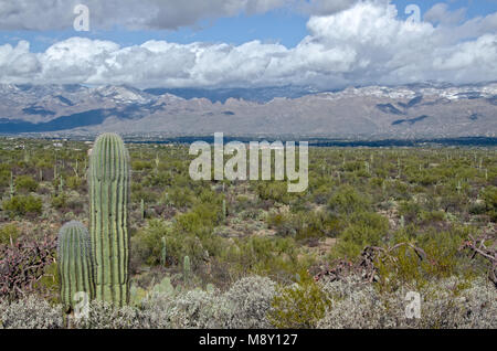 Cactus Saguaro sostare di fronte montagne coperte di neve in Saguaro National Monument vicino a Tucson, Arizona. Foto Stock