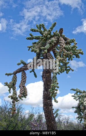 Un gigante di catena cholla frutta domina cactus Saguaro National Monument vicino a Tucson, Arizona. Foto Stock