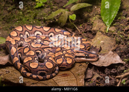 Un peruviano rainbow boa (Epicrates cenchria gaigeae) dalla giungla nel nord del Perù. Foto Stock