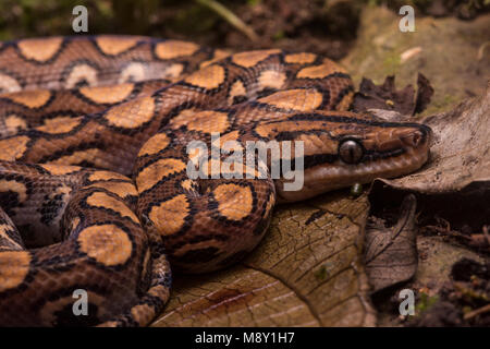 Un peruviano rainbow boa (Epicrates cenchria gaigeae) dalla giungla nel nord del Perù. Foto Stock