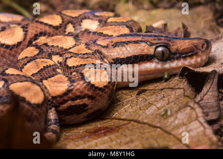 Un peruviano rainbow boa (Epicrates cenchria gaigeae) dalla giungla nel nord del Perù. Foto Stock