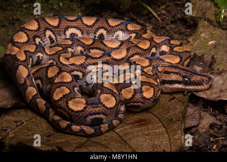 Un peruviano rainbow boa (Epicrates cenchria gaigeae) dalla giungla nel nord del Perù. Foto Stock