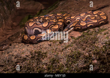 Un peruviano rainbow boa (Epicrates cenchria gaigeae) dalla giungla nel nord del Perù. Foto Stock