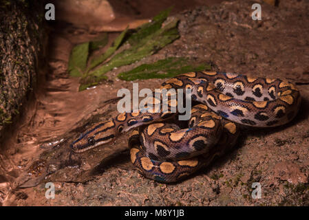 Un peruviano rainbow boa (Epicrates cenchria gaigeae) dalla giungla nel nord del Perù. Foto Stock