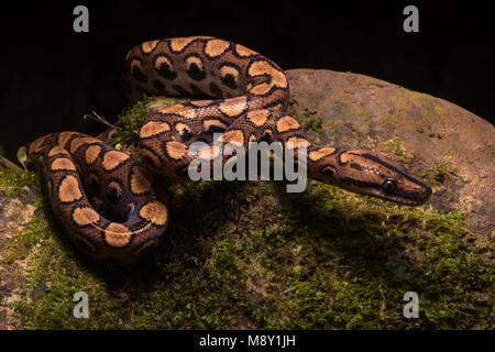 Un peruviano rainbow boa (Epicrates cenchria gaigeae) dalla giungla nel nord del Perù. Foto Stock