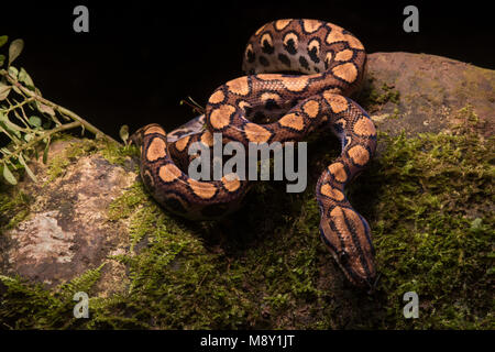 Un peruviano rainbow boa (Epicrates cenchria gaigeae) dalla giungla nel nord del Perù. Foto Stock