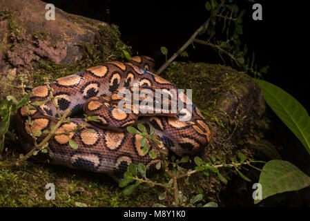 Un peruviano rainbow boa (Epicrates cenchria gaigeae) dalla giungla nel nord del Perù. Foto Stock